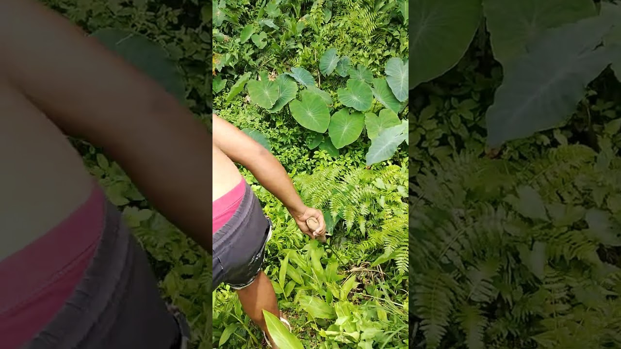 Nanghuli kami ng kasili sa sapa Part 2...