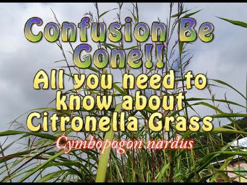Vídeo: Growing Citronella Grass - Obteniu informació sobre la planta de citronella