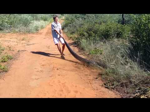 Ranger catches 4m long african rock python