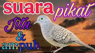 Perkutut lokal suara pikat super jitu