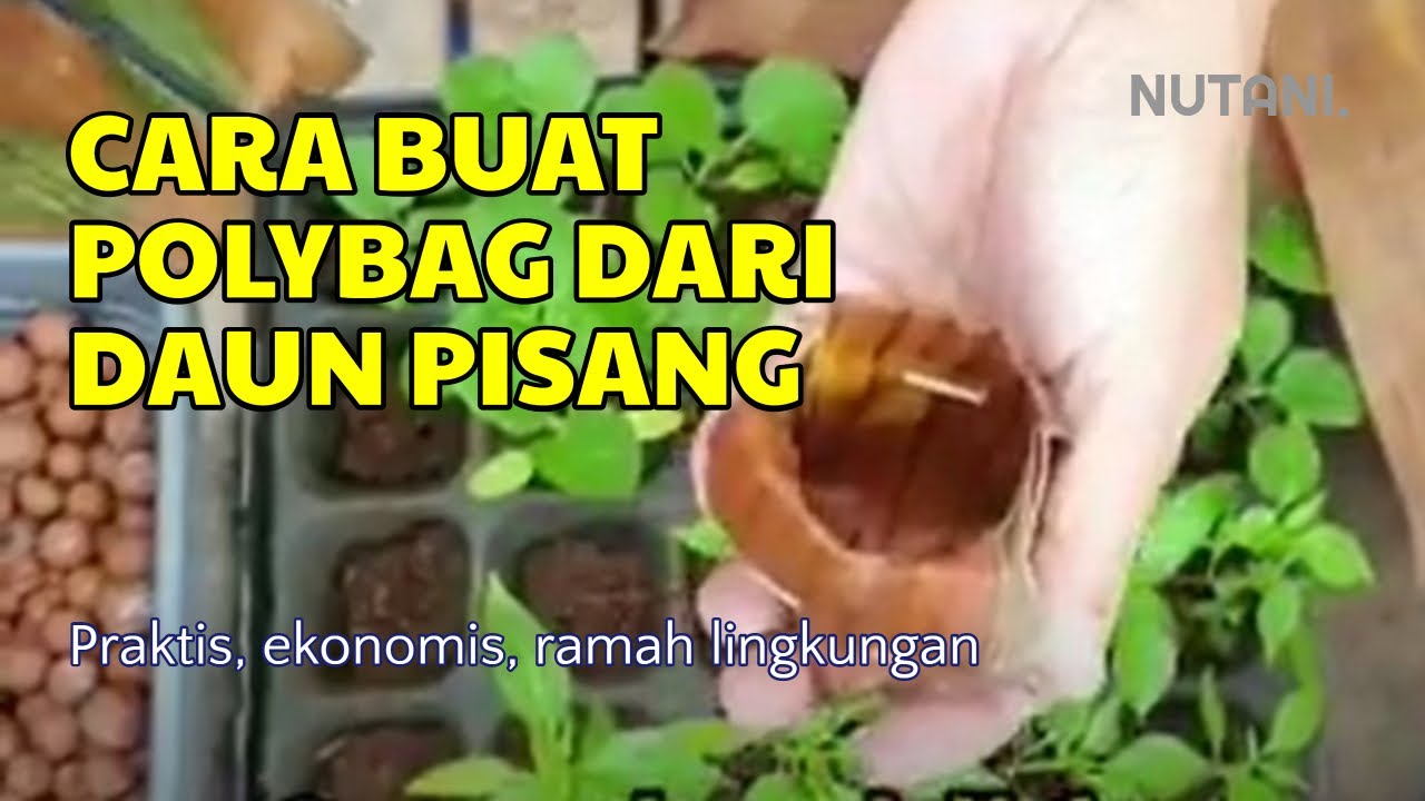 Tips Berkebun Di Pekarangan Rumah: Cara Membuat Polybag Daun Pisang ...
