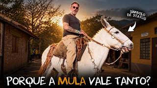 🐴 Mule and Donkey: Understand the Difference and Why They Are So Valued!