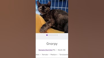 even more silly cat names on petfinder #cat #sillycats #catlover