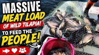Unbelievable Wild Tilapia Catch! Massive Meat Haul to Feed the People