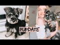 A DAY IN THE LIFE OF MY MINI SCHNAUZER PUPPY | routine, training and update