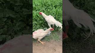 Pure Paper White Shamoo Jora Demand 40000 #aseelmurga #roosterfarm #chicken
