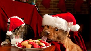 funniest dogs and cats 😆 try not to laugh best of the 2020 😂 funny animal 😇videos