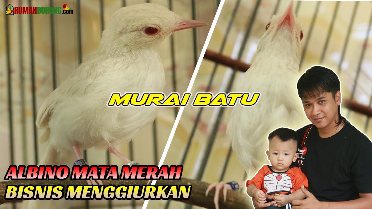 JHONY ALASKA CETAK ALBINO MATA MERAH DARI INDUKAN SENDIRI