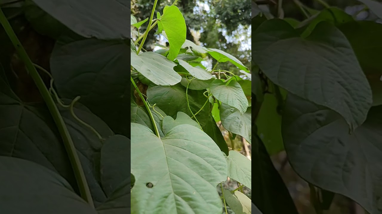 त्रिवृत