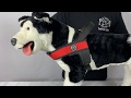 Tre Ponti USA - How to Put On Larger Pets Harness