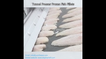 Tunnel Freezer Frozen Fish Fillets