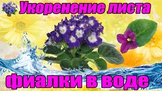 Укоренение листа узамбарской фиалки в воде в домашних условиях. Размножение фиалок листом(Укоренение листа фиалки в воде один из самых простых способов размножения. Укоренение листа фиалки в воде..., 2015-02-19T12:53:51.000Z)