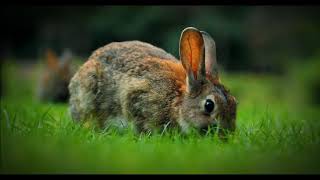 The Rabbit's Foot: Unraveling a Curious Lucky Charm