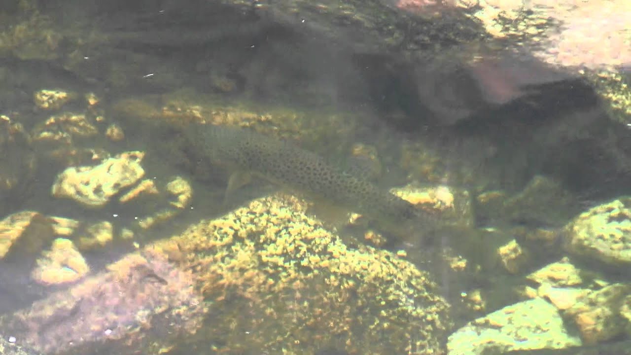 Trout in Emerald Pool, top of Vernal Fall, Yosemite National Park YouTube