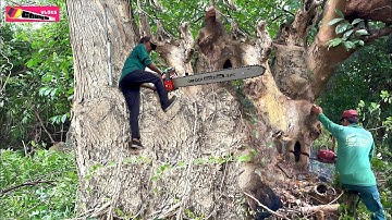 Cắt Cây Me Tây Đồ Sộ Trong Khu Quân Sự Tỉnh Lâm Đồng-