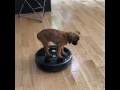 Bart Danzig riding the Roomba