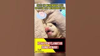 Hewan Lucu Ini Layak Bahagia 🙂 #hewan #kisah #animals #story #shorts