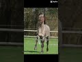 01.02.2026🕊️🕊️ #horse #equestrian #live #diet