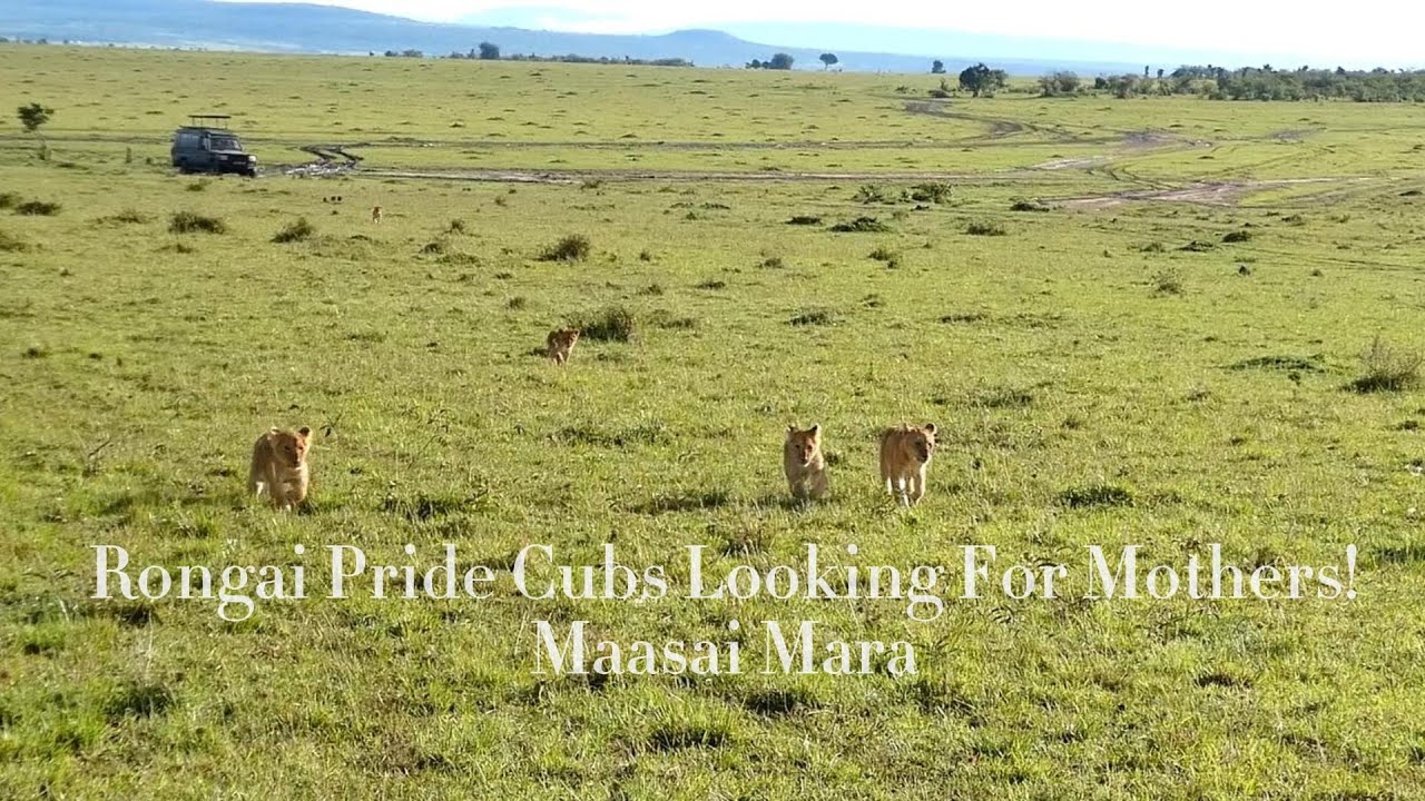 Lost Rongai Cubs Looking For Their Moms!|Maasai Mara
