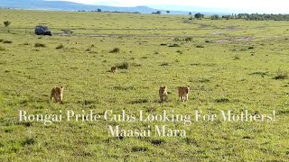 Lost Rongai Cubs Looking For Their Moms!|Maasai Mara