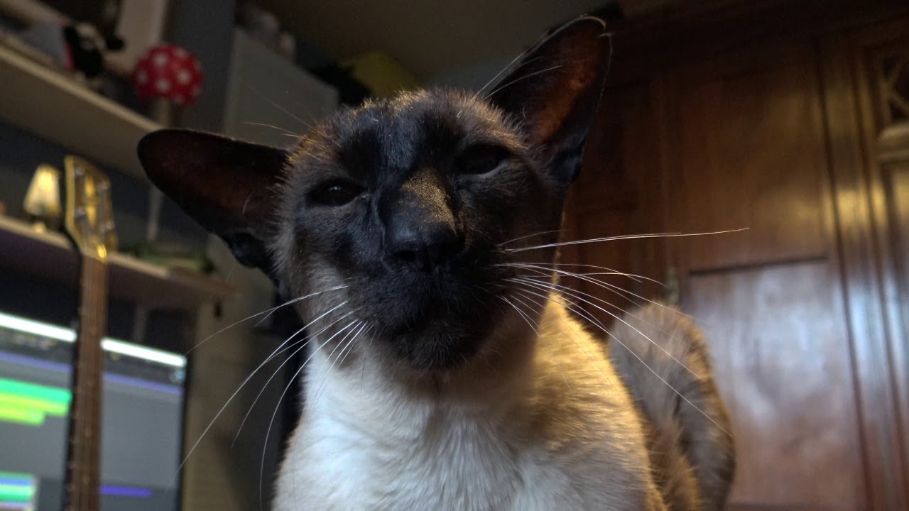 Harrison & Dunkley feat. Dexter - Cat Drum Boogie