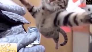 Лучшие приколы от Лучшие приколы от