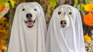 Download Lagu We hebben onze honden in spoken veranderd! 👻 (Er ontstaat chaos) MP3 Download Lagu We hebben onze honden in spoken veranderd! 👻 (Er ontstaat chaos) MP3