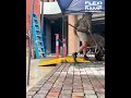 Flexi Ramp: The Safer, Smarter Ramp for Tradies &amp; DIYers