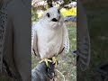 Peregrine Falcon Falconry Falcon Peregrinefalcon Birds Wildlife Animals Explore Adventure Peregrine Falcon Falconry Falcon Peregrinefalcon Birds Wildlife Animals Explore Adventure