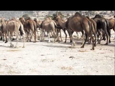 Guelmim Secret Sightseeing Tours -- Excursions &  Day Trips - Camel Market Guelmim Morocco