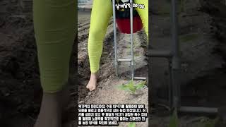 허리 한 번 안 굽히고 수천 평 밭에 모종 심는 기발한 방법 #worker #process #invention #clever #skills