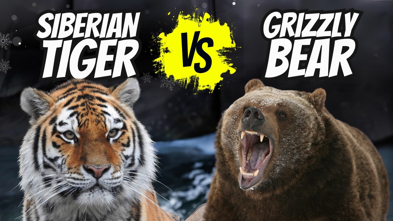 Siberian Tiger vs. Grizzly Bear: Ultimate Showdown! - YouTube
