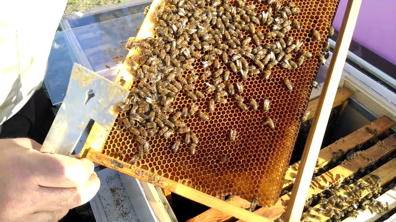 Dörtlü koloni destek kovanı gelişimi