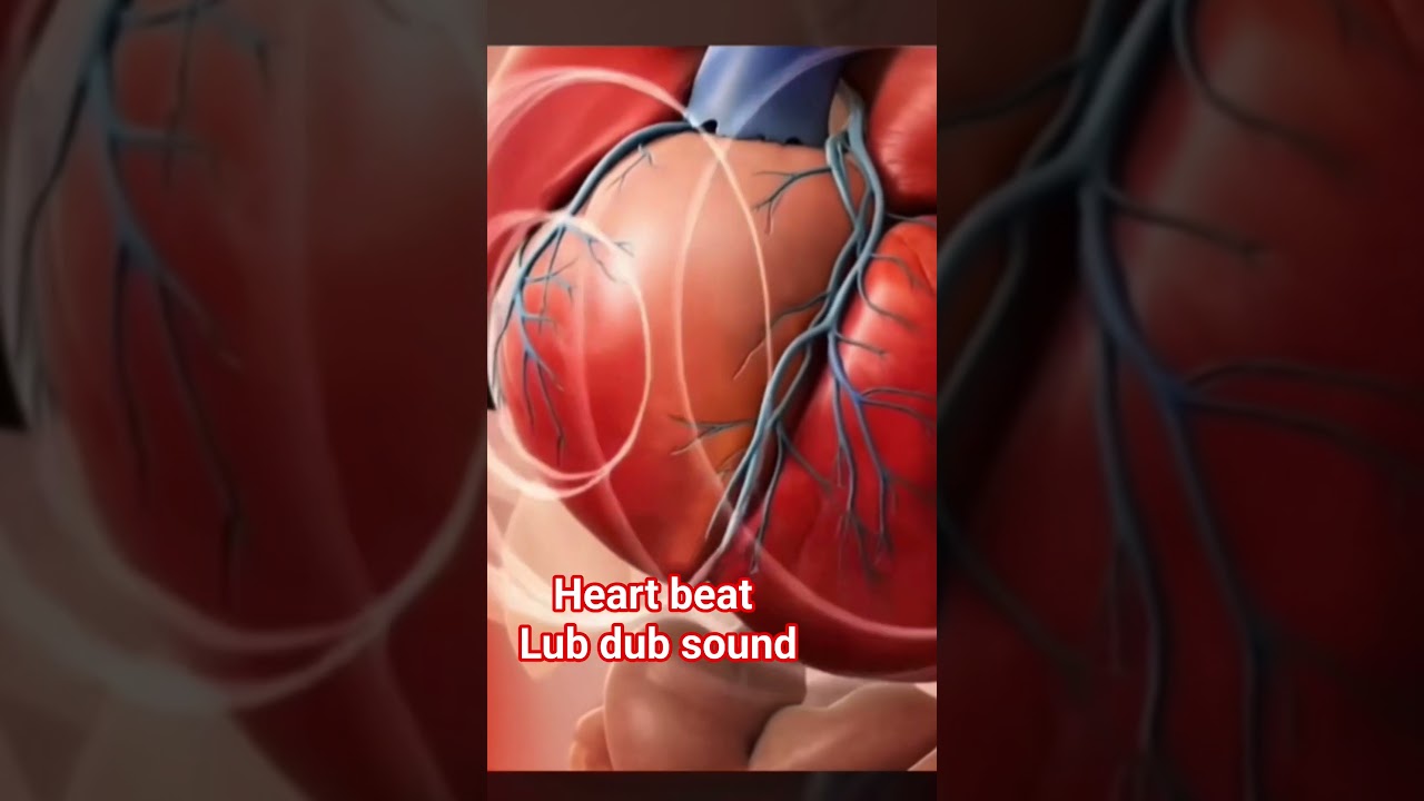 # Heart kaise kaam karta hai?