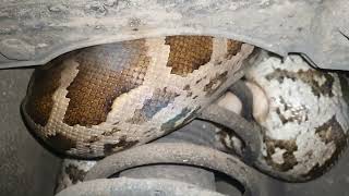 Famous Python Rescue #forestdepartment #office #lucknow #uttarpradesh #sos #rescued #animalrescue #india Wealth