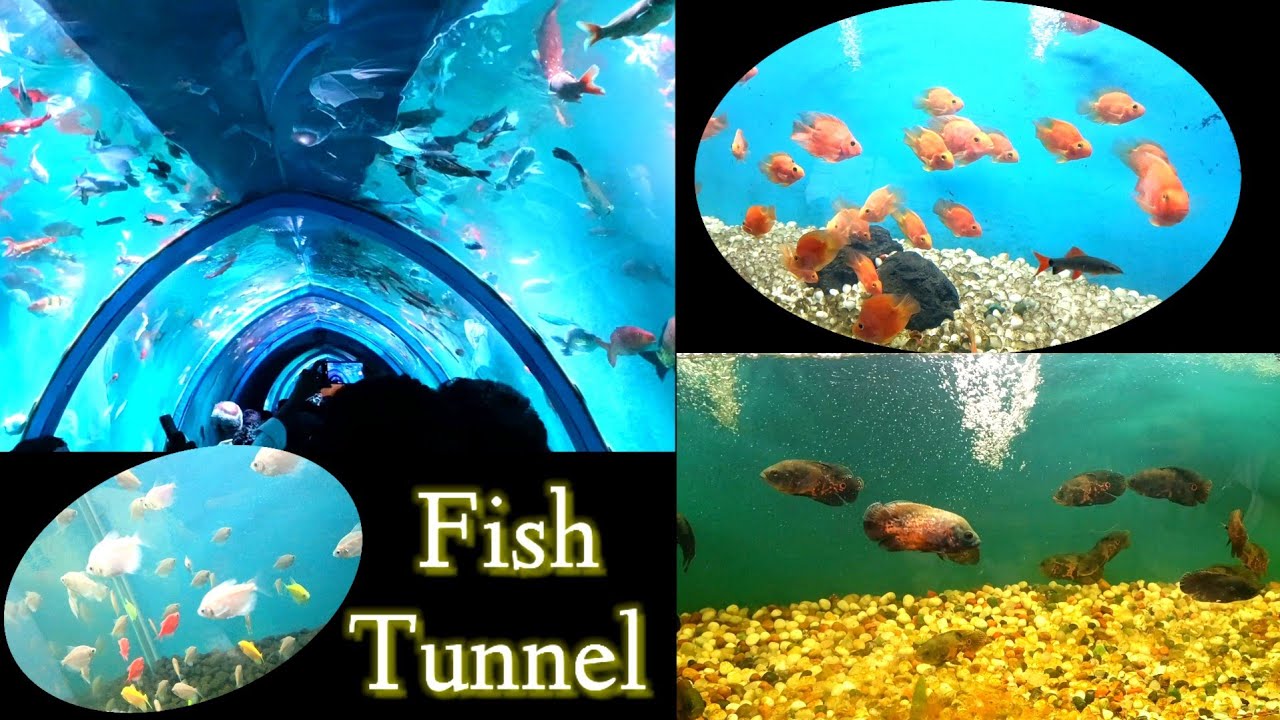 Underwater Fish Tunnel Exhibition 2023 in Vizag