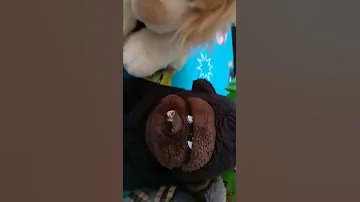 Angry Baboon Finds New Friends 