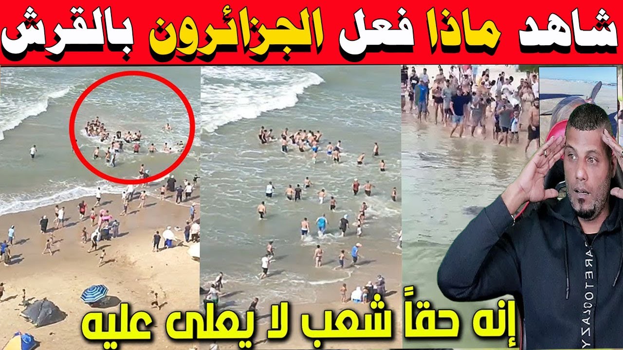 #شاهد جزائريون يهاجمون قرش ضخم ويخرجونه من البحر إلى الشاطئ إنه حقاً شعب لا يعلى عليه