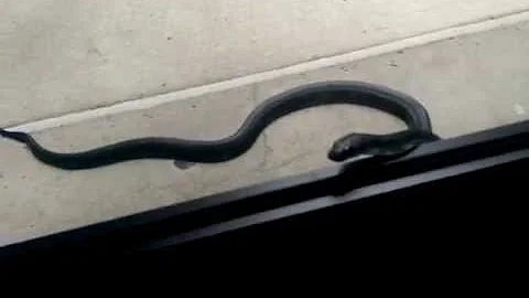 Snake wanted to visit at work