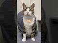 💩のことについて、真剣に話し合いました#shorts #cats #cat #cute #comedy #猫