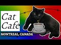 Cat Chato Review рџђѕ Must Visit Cat CafГ In Montreal Canada Cats Coffee Shortvideo Cat Chato Review рџђѕ Must Visit Cat CafГ In Montreal Canada Cats Coffee Shortvideo