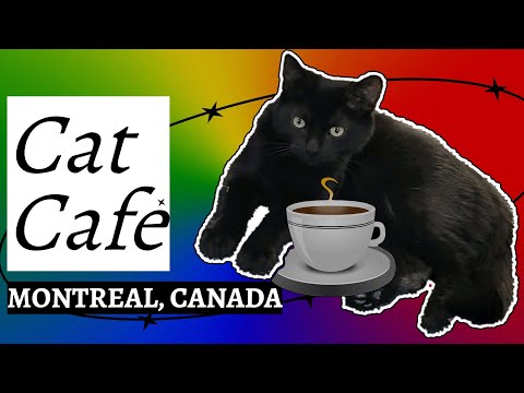 Cat Chato Review 🐾 | Must-Visit Cat Café in Montreal, Canada | Cats & Coffee #shortvideo