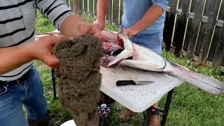Dismembering or cleaning a caviar paddlefish spoonbill
Dismembering or cleaning a paddlefish
Paddlefish caviar Dismembering or cleaning a caviar paddlefish spoonbill