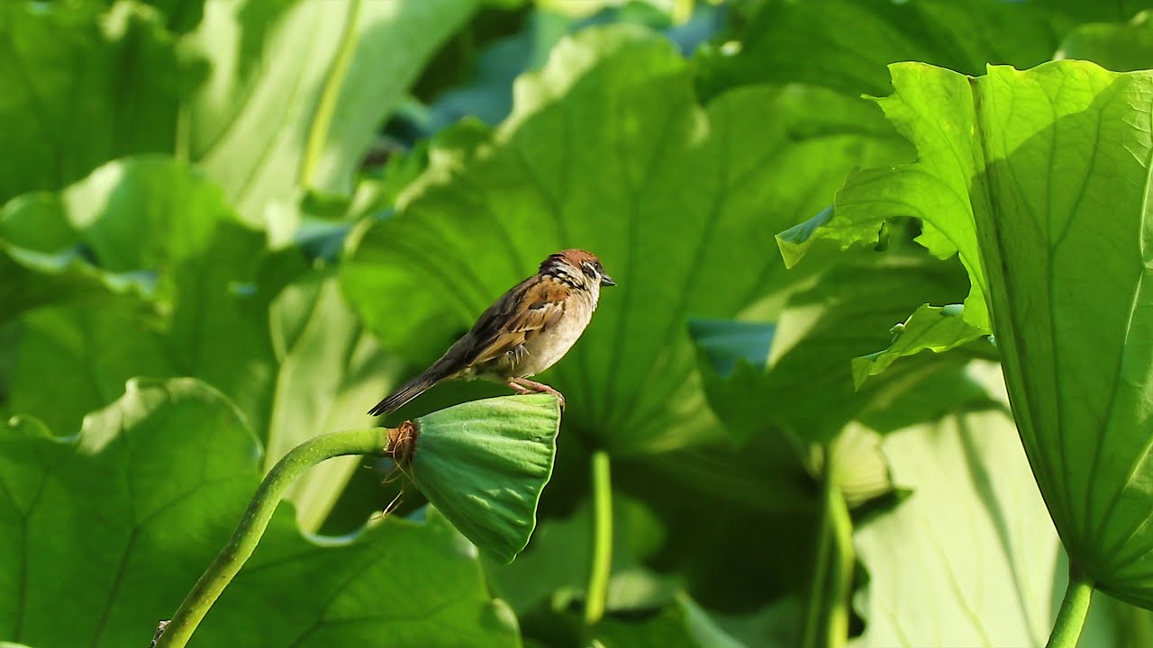 4k西湖荷花上的麻雀 Youtube