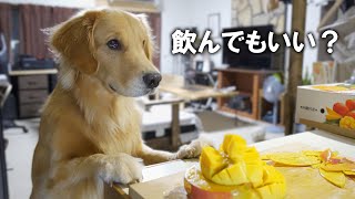 高級マンゴーを飲み物みたいに食べる愛犬ｗ