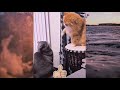 Funny cats 💖 