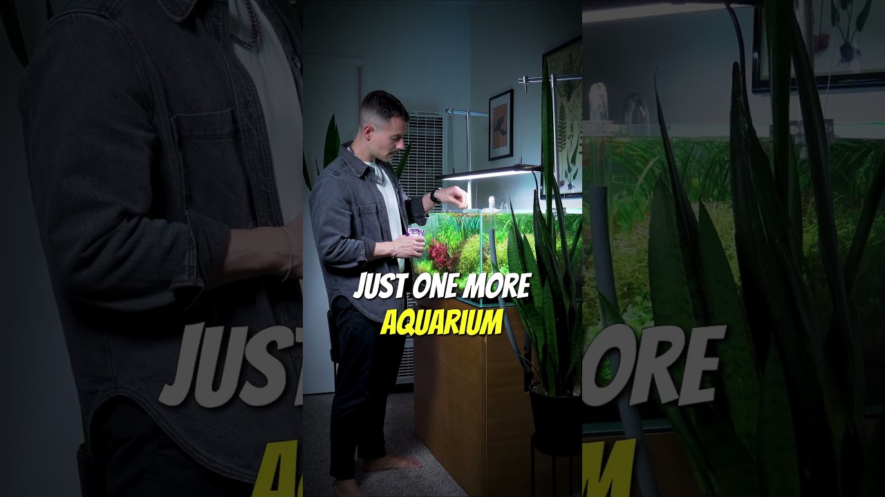 Ещё один аквариум 😅 