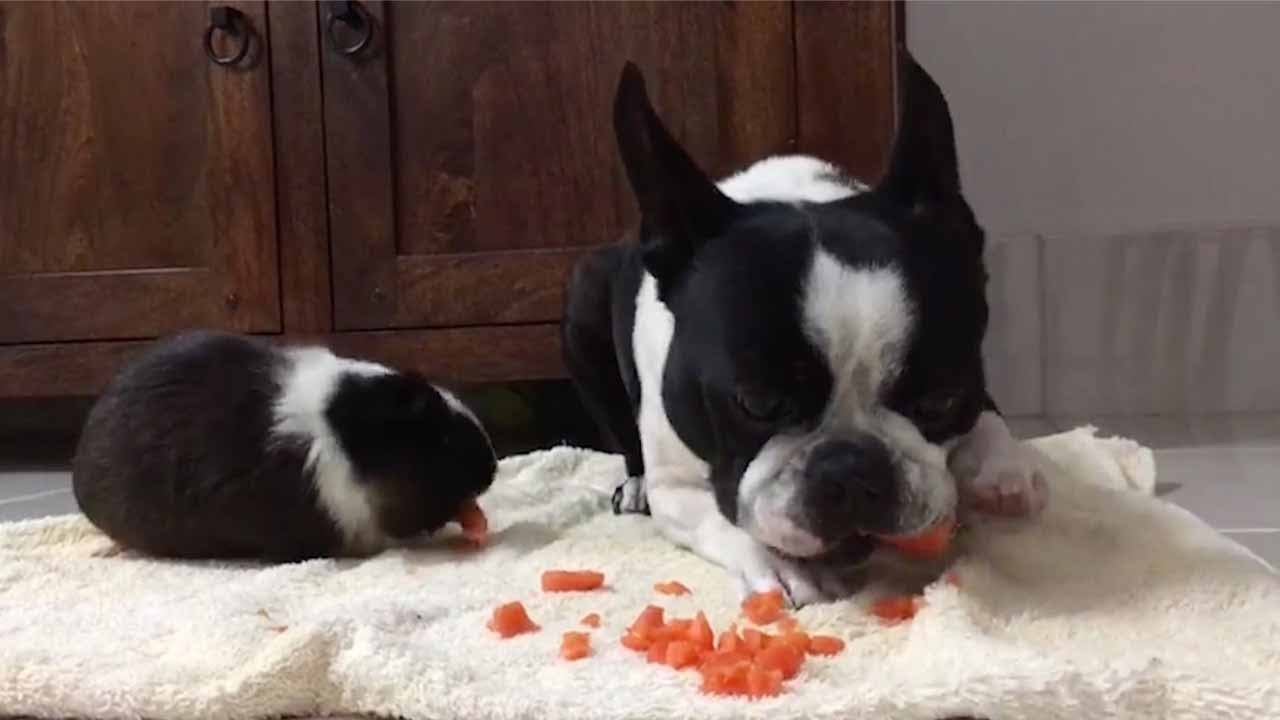 Dog And Guinea Pig Are Best Friends YouTube