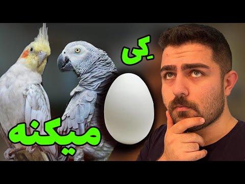 تصویری: طوطی ها چگونه تخم می گذارند؟