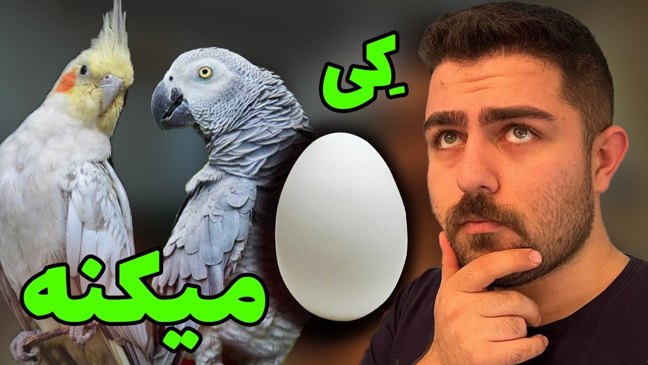 علائم تخم گذاری طوطی ها چیکار کنیم ؟ تغذیه چی باشه ؟ egg